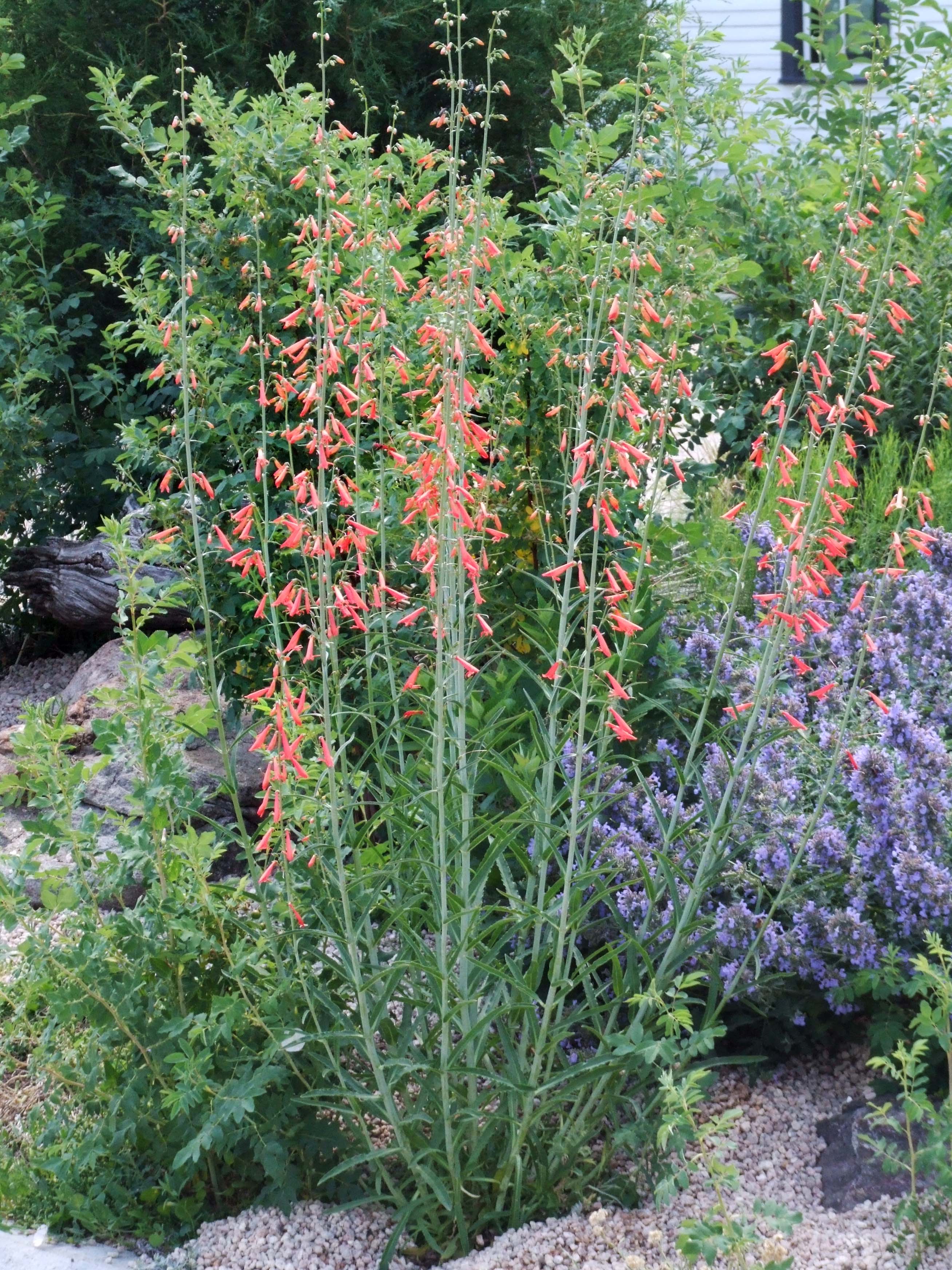 Bridge's Penstemon
